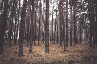 Forest park ağaçlarda. Sonbahar manzara. Moody resim tonda