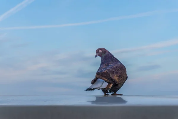 Pomba curiosa na borda, no fundo do céu azul — Fotografia de Stock