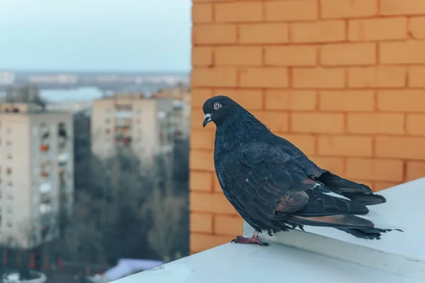 Любопытный голубь на краю, на фоне городского пейзажа — стоковое фото