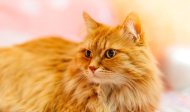 Güzel kırmızı kabarık kedi sol tarafına boşaltmak izlerken