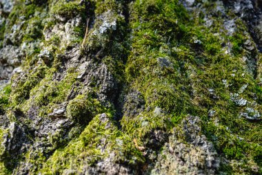 Moss, doku, arka plan bir ağaç kabuğu üzerinde yeşil, desen