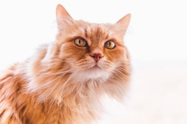 Kırmızı kabarık kedi ilgiyle görünüyor