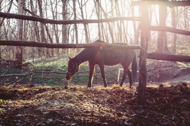 Corral içinde at yürüyor