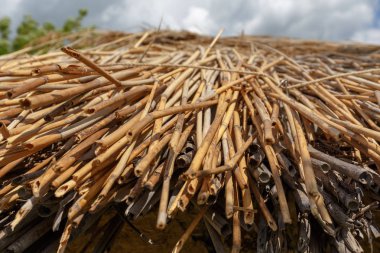 Thatched eski evin çatı