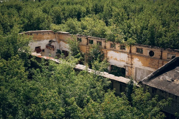 Edificio abandonado de una fábrica o almacén sin techo, por todos lados cubierto de bosque — Foto de Stock