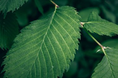 Yeşil yaprak yakın çekim makro fotoğraf, seçici odak. Yeşil taze doğa arka plan
