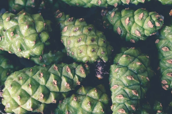 Pola atau latar belakang kerucut hijau, close-up — Stok Foto