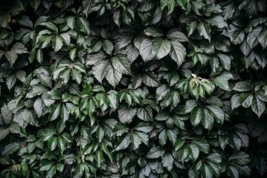 Koyu yeşil yaprak arka plan, desen