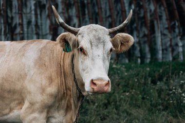 İnek kameraya bakıyor