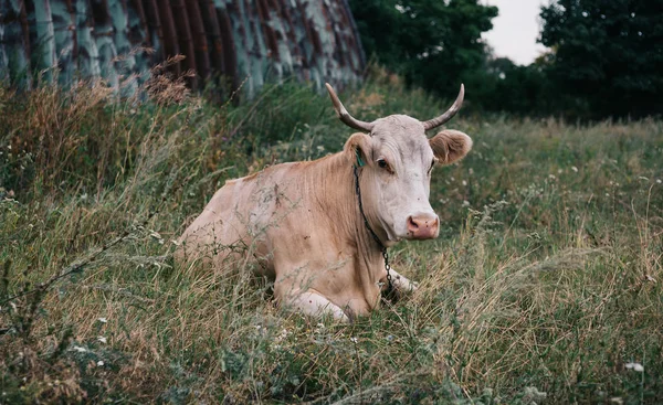 Vaca com chifres bonitos sentada em um prado — Fotografia de Stock