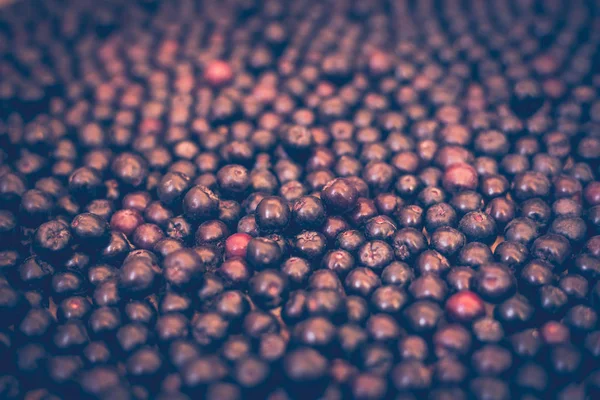 Dekat dengan Lingonberry matang atau foxberry — Stok Foto