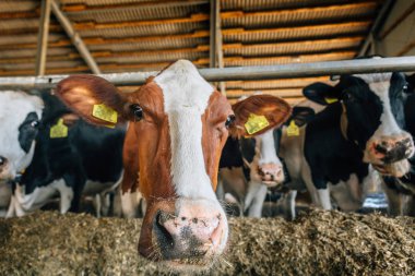 Grup yerli sığır - inekler ot yemek cowshed vardır.