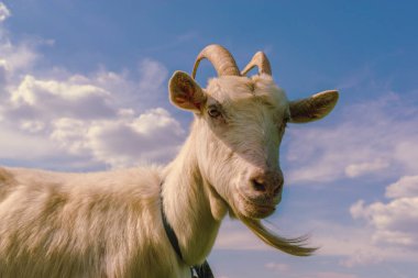 Beyaz Keçi kameraya bakıyor