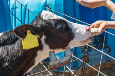 Genç sevimli yavru bir insan elinden yiyor