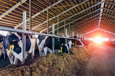 Birçok inekler saman içinde büyük cowshed yeme