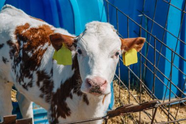 Genç Sevimli beyaz kahverengi buzağı