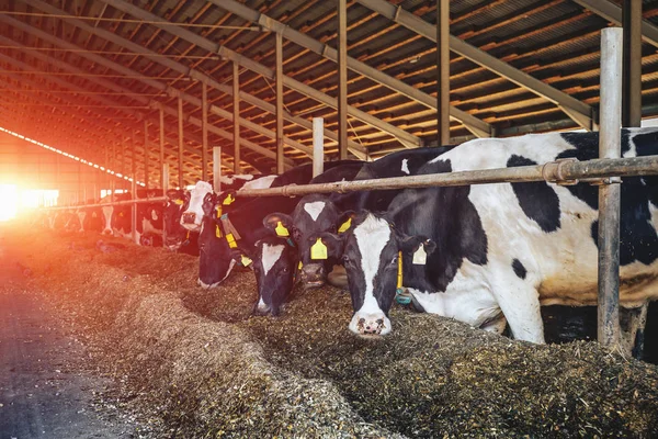 Rebanho de vacas pretas e brancas comendo feno no moderno estábulo — Fotografia de Stock