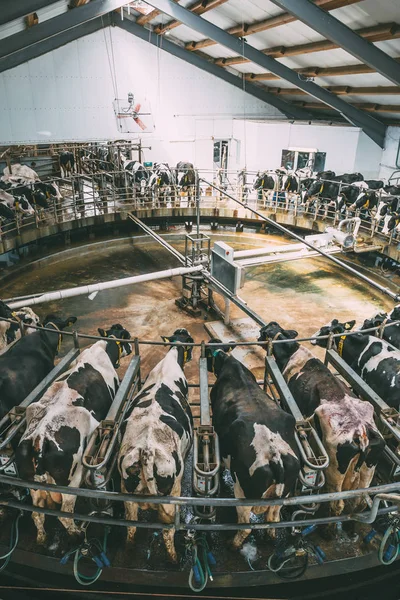 Доїння корів на круглому ротаційному столовій системі на молочній фермі — стокове фото