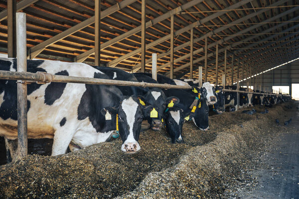 Modern farm cowshed with cows eating hay