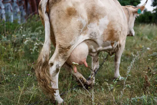 Vaca única em um prado, foco seletivo em úbere — Fotografia de Stock