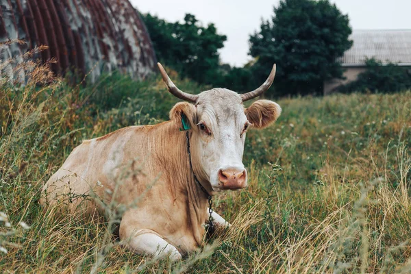 Assentos de vaca em uma fazenda de prados em gras verdes — Fotografia de Stock