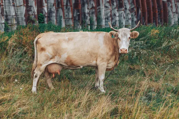 Vaca bonita olhando para a câmera — Fotografia de Stock