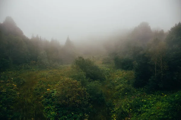 冥想的时髦景观的树木丛生的山坡或低卧云树在薄雾或雾山 — 图库照片