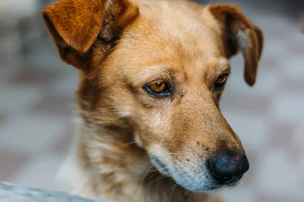 Portrait of funny little orange dog — Stock Photo, Image