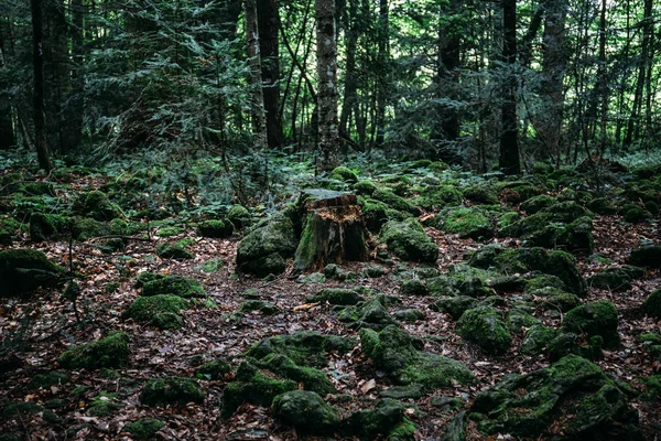 Oscuro bosque misterioso, con tocón en el centro del marco — Foto de Stock
