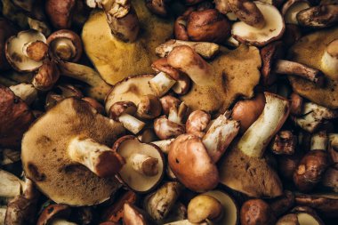 Taze çiğ orman mantar arka plan, desen