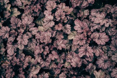 Menekşe koyu arka plan, yaprakları