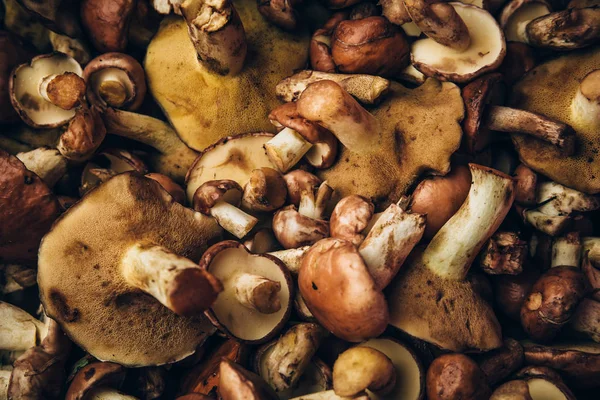 Taze çiğ orman mantar arka plan, desen