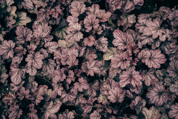 Menekşe koyu arka plan, yaprakları