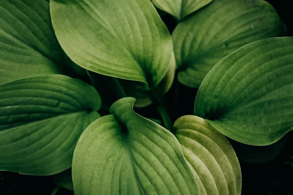 Tropická zelené listy rozložení — Stock fotografie