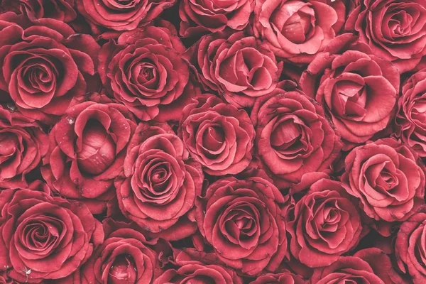 Фон з червоних троянд або шпалери — стокове фото