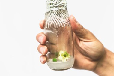 Biyoteknoloji kavramı bilim adamı el ile test tüpü içinde vitro klonlanmış mikro bitki ile laboratuarda tutar.