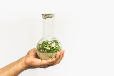 Cam tüp veya şişesi ile beyaz zemin üzerine adam elinde besin ortamda tüp bebek klonlanmış microplant