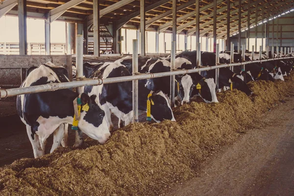 黑色和白色奶牛在吃干草的大型牛棚 — 图库照片