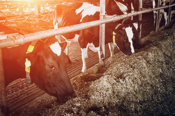 Розведення корів у притулку для худоби — стокове фото