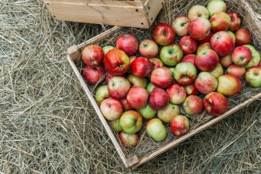Elma hasat arka plan, ahşap kutu veya sepet saman, üstten görünüm üzerinde
