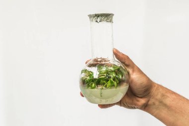 Araştırmacı Test tüpü ile tüp bebek klonlanmış microplant ile el