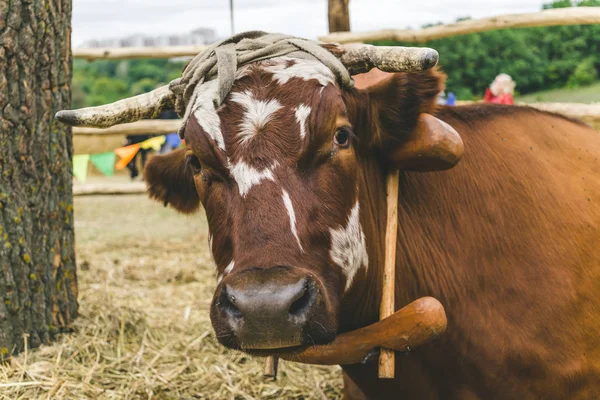 Close-up de um focinho de vaca em uma fazenda — Fotografia de Stock