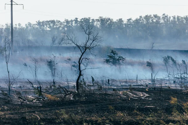 Горящее поле, дым после пожара, сожженные деревья — стоковое фото