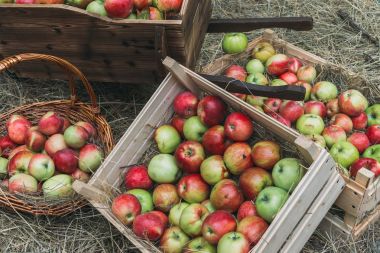 Mezarda saman üzerinde taze elma