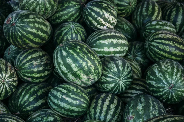 Bir sürü büyük yeşil karpuz