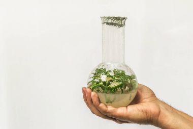 Tüp Bebek mikro bitki ile şişesi tutan insan araştırmacı el