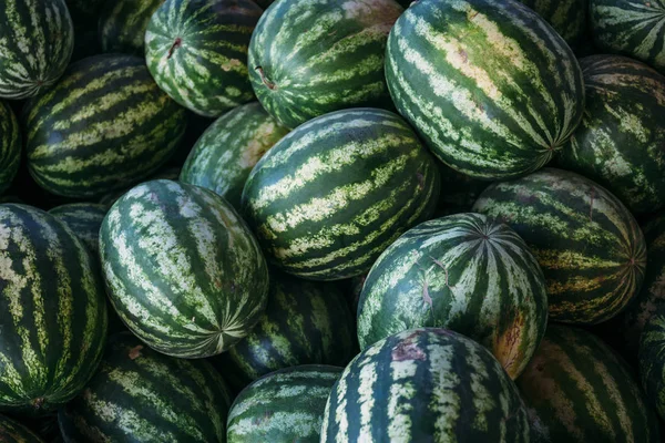 Büyük tatlı yeşil karpuz grup