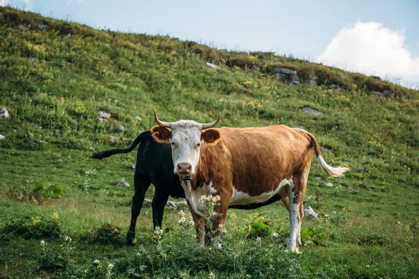 Vaca marrom com bezerro no prado verde da montanha, vaca olha para a câmera. Gado em um pasto de montanha — Fotografia de Stock