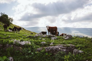 Alp Dağları ile taze yeşil çayırlar otlayan inekler pastoral manzara