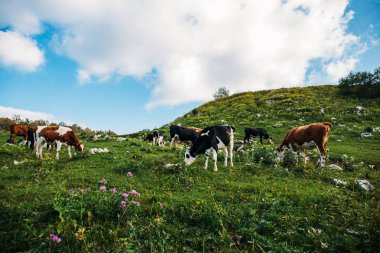Yeşil dağda otlayan inekler yatay yaz Alpleri'nde, mera